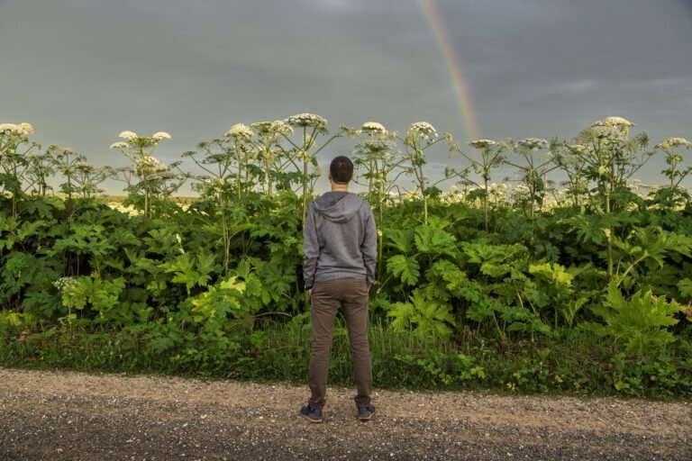 La Berce du Caucase : Un Danger Méconnu sur nos Sentiers de Randonnée