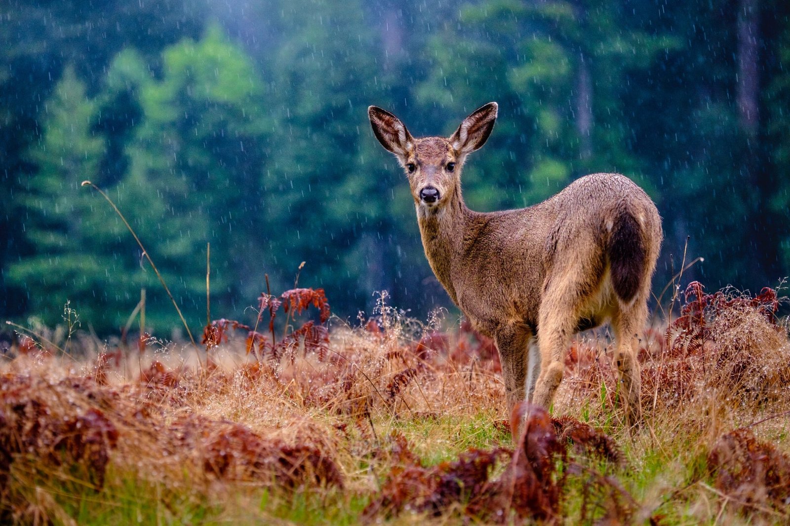 Jeune cervidé sous la pluie dans une clairière d'automne