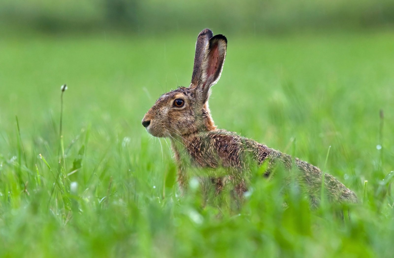 Lièvre dans l'herbe haute