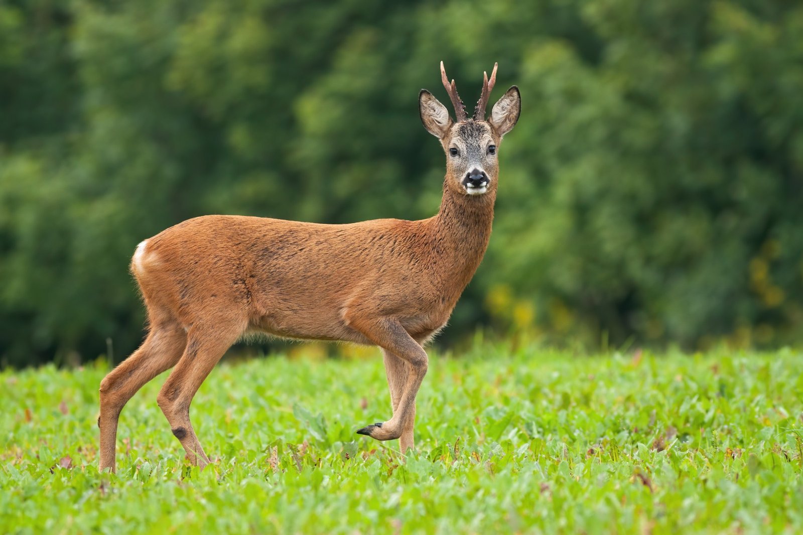 Chevreuil mâle (brocard) dans un champ vert en lisière de forêt