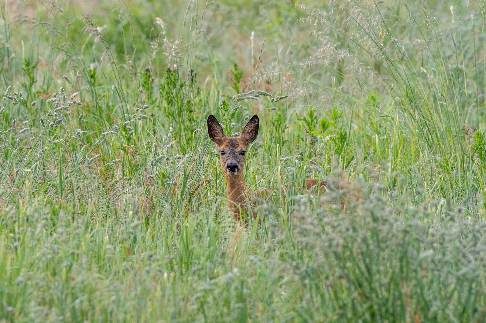 Chevrette cachée dans les hautes herbes