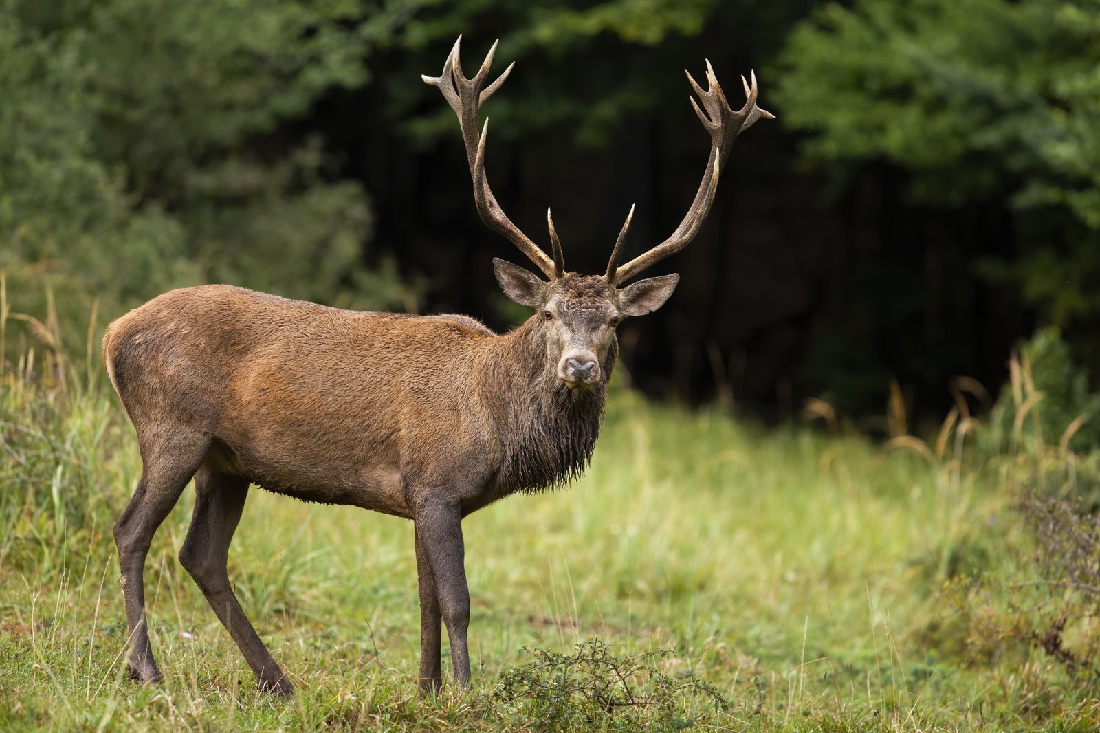 Cerf aux grands bois en lisière de forêt