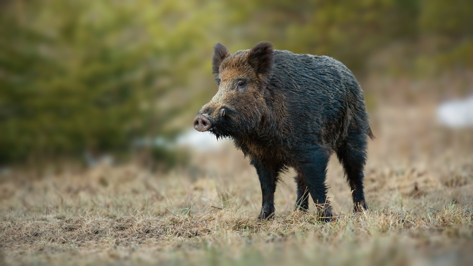 Sanglier adulte debout dans une prairie en lisière de forêt