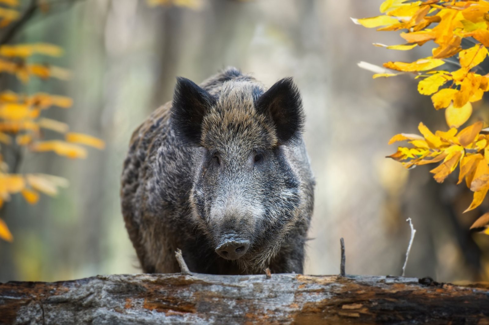 Sanglier de face derrière un tronc couché, en forêt d'automne